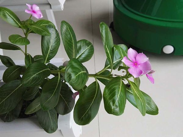 家用四层种植槽